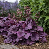 Clopotel purpuriu roz-violet (Heuchera) Wild Rose, acoperitor de sol