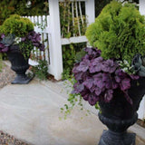 Clopotel purpuriu roz-violet (Heuchera) Wild Rose, acoperitor de sol