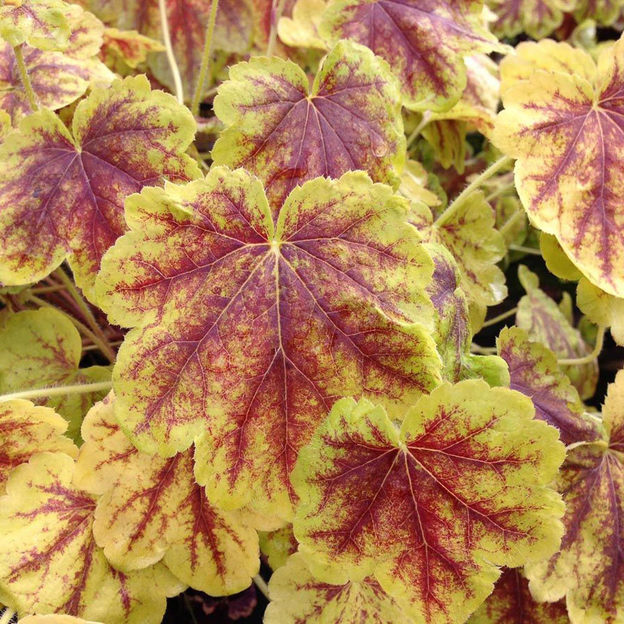 Clopotel purpuriu burgundiu-auriu (Heucherella) Tiarella Solar Eclipse, acoperitor de sol