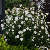 Hibiscus alb Chiffon