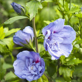 Hibiscus Blue Chiffon, cu flori albastre