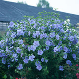 Hibiscus Blue Chiffon, cu flori albastre