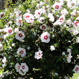Hibiscus Red Heart, cu flori albe si centru rosu