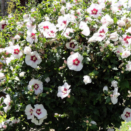 Hibiscus Red Heart, cu flori albe si centru rosu
