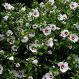 Hibiscus Red Heart, cu flori albe si centru rosu