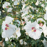Hibiscus Red Heart, cu flori albe si centru rosu