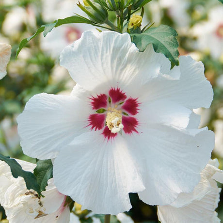 Hibiscus Red Heart, cu flori albe si centru rosu