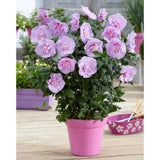 Hibiscus roz-pal Lavanda Chiffon