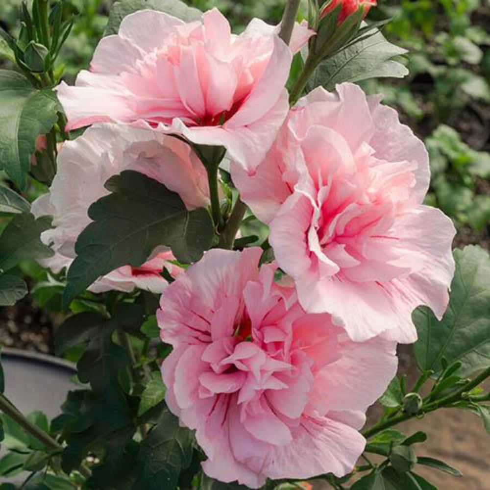 Hibiscus roz-pal Lavanda Chiffon