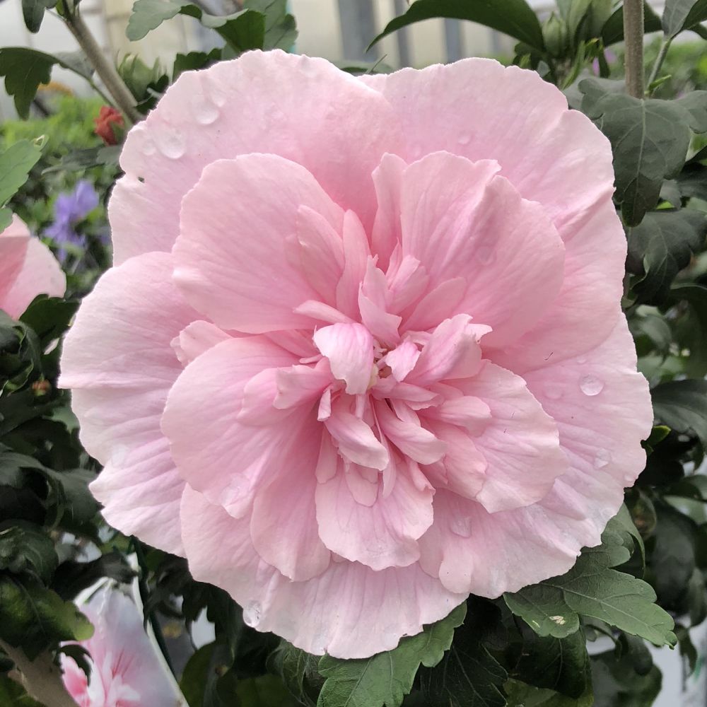 Hibiscus roz-pal Lavanda Chiffon