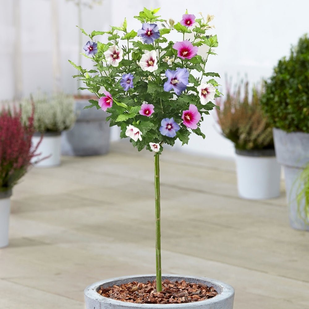 Hibiscus Tip Copac Tricolor, cu flori roz-alb-mov