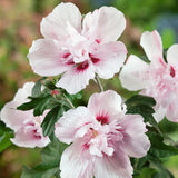 Hibiscus Lady Stanley, arbust cu flori duble albe si roz-pal in centrul corolei, rezistent la frig si inflorire vara