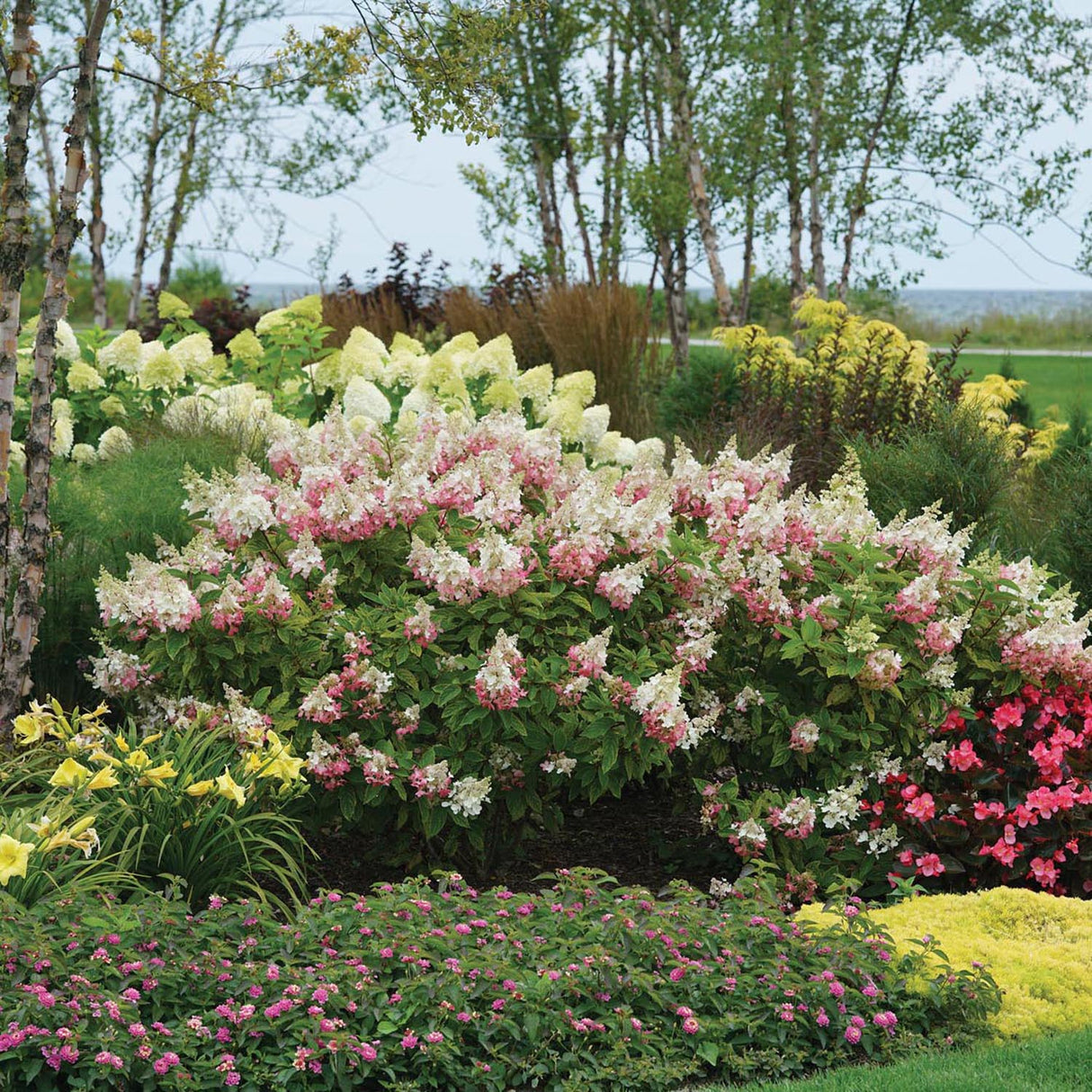 Hortensia Pinky Winky, cu flori albe-roz inchis