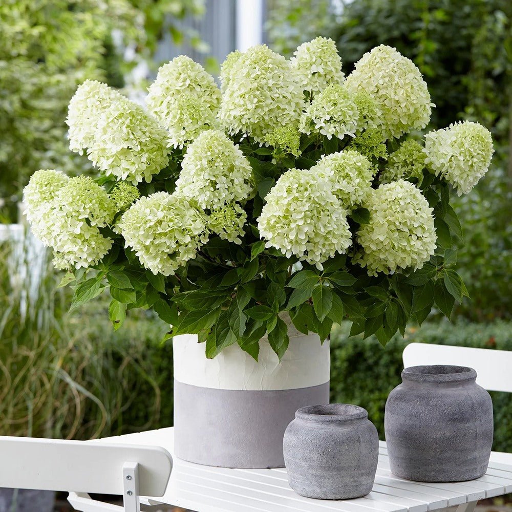 Hortensia de gradina Hercules, cu flori albe