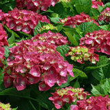 Hortensia de gradina Alpengluhen, cu flori rosii