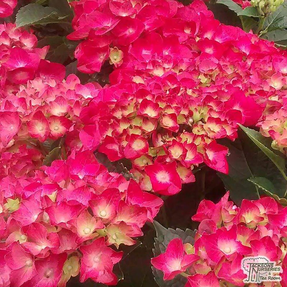 Hortensia de gradina Alpengluhen, cu flori rosii