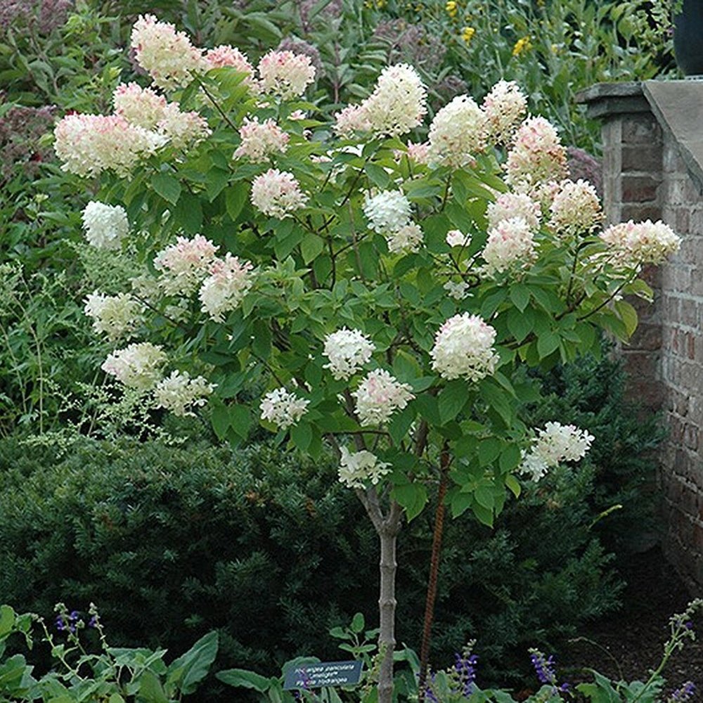 Hortensie de gradina Tip Copac Limelight, cu flori albe-crem