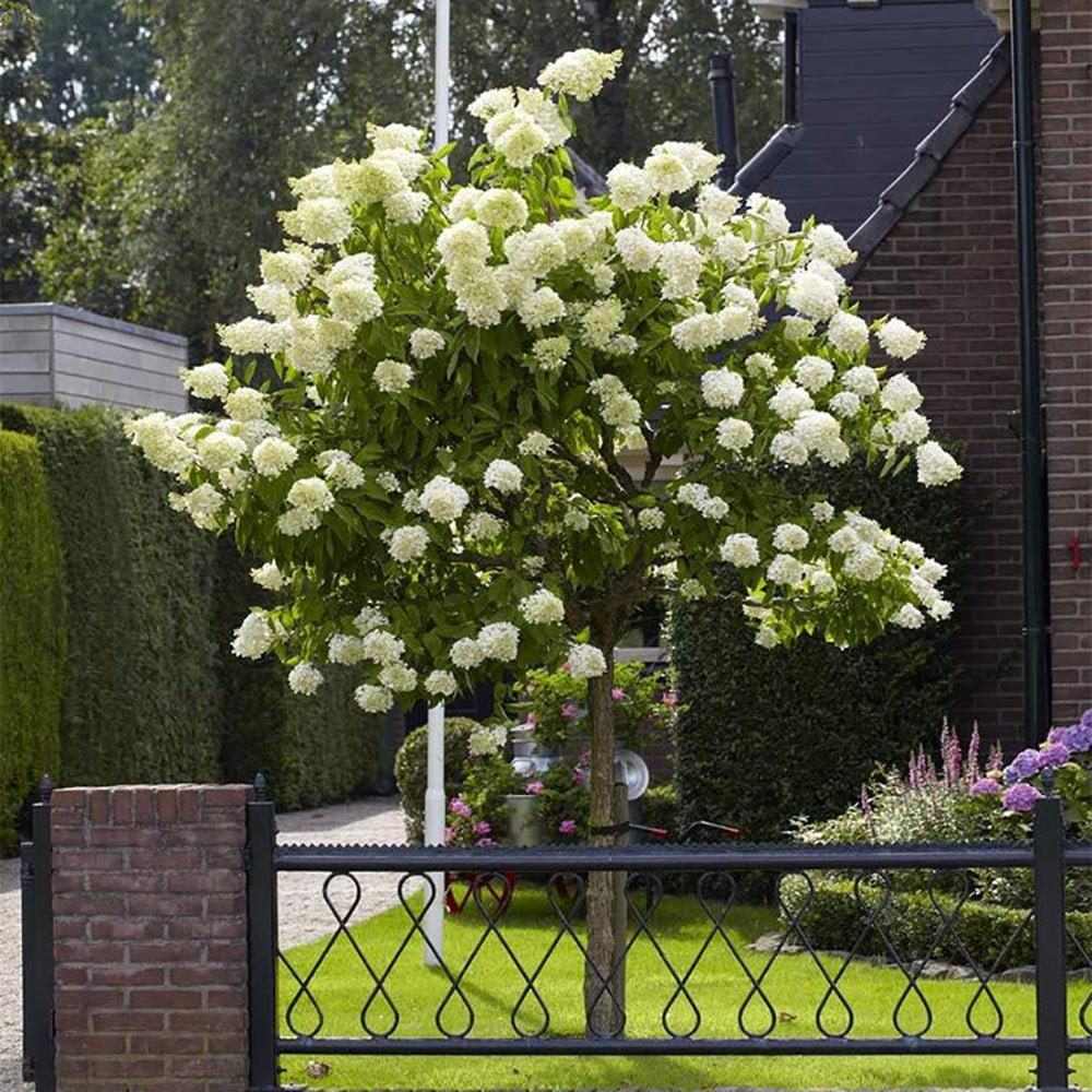 Hortensie de gradina Tip Copac Limelight, cu flori albe-crem