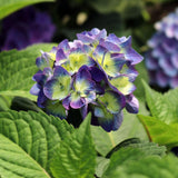 Hortensia Bloom Star Albastru
