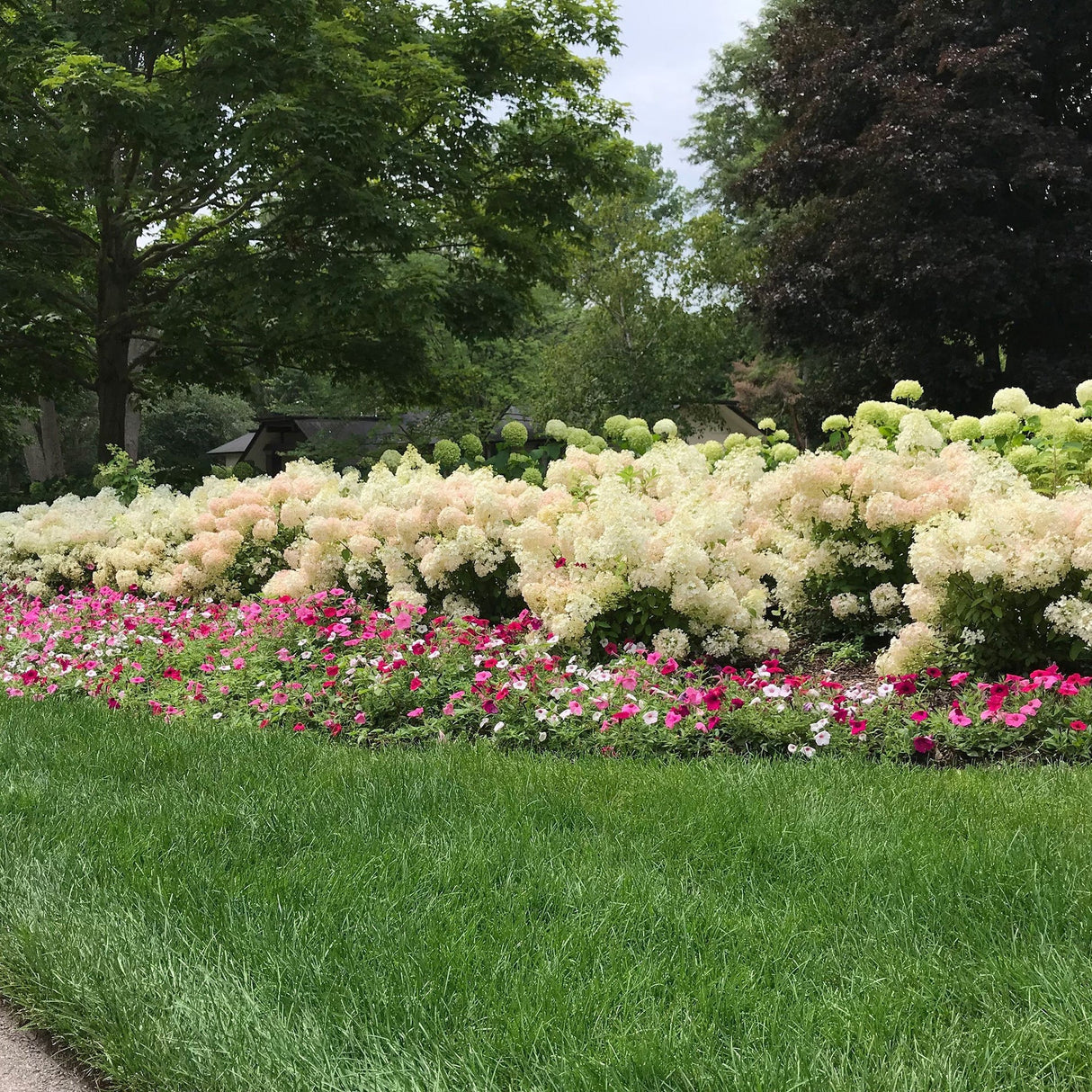 Hortensia de gradina Bobo, cu flori albe