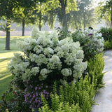 Hortensia de gradina Bobo, cu flori albe