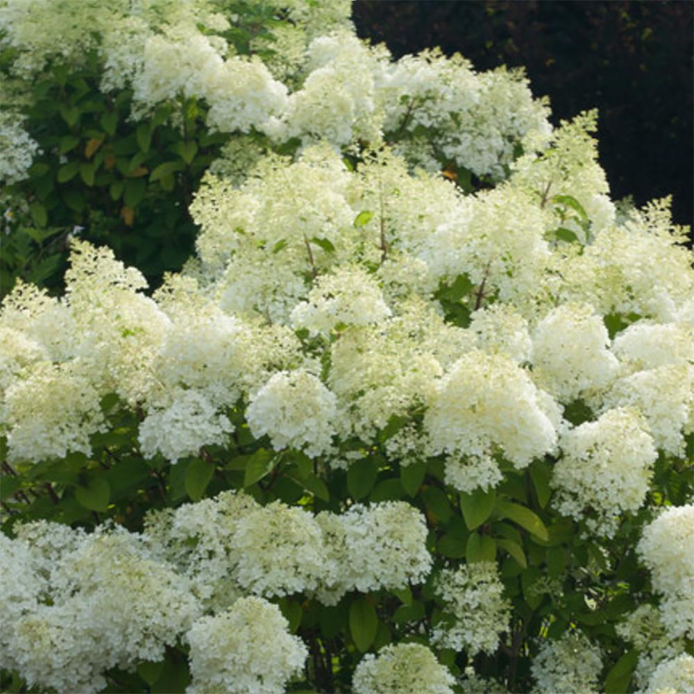 Hortensia de gradina Bobo, cu flori albe