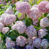 Hortensia de gradina Candybelle Bubblegum, cu flori roz
