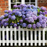 Hortensia de gradina Adria, cu flori albastre-violet