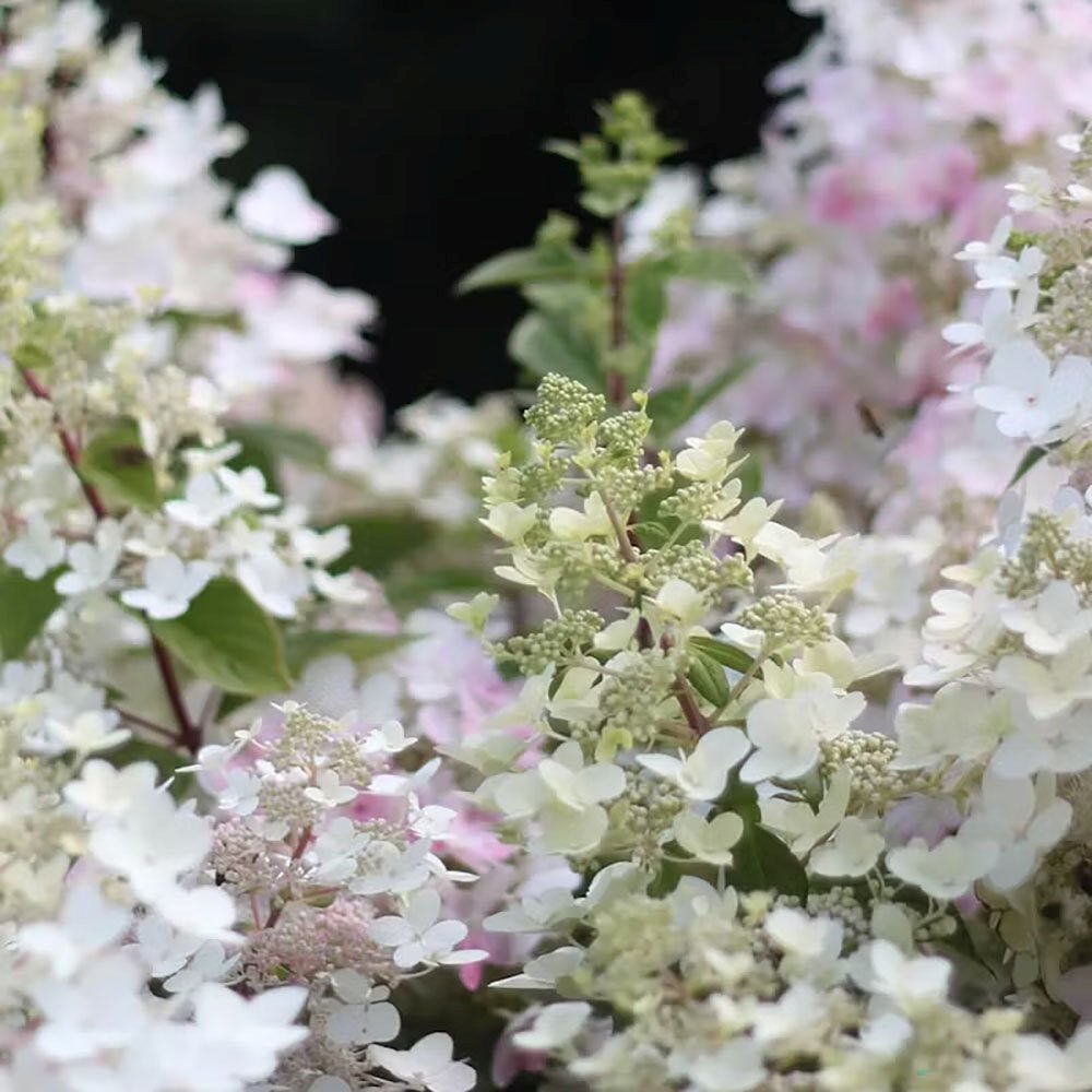 Hortensie de Gradina Tip Copac Angels Blush, cu flori roz-alb