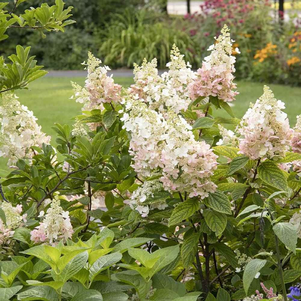 Hortensie de Gradina Tip Copac Angels Blush, cu flori roz-alb