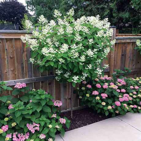 Hortensie de Gradina Tip Copac Angels Blush, cu flori roz-alb