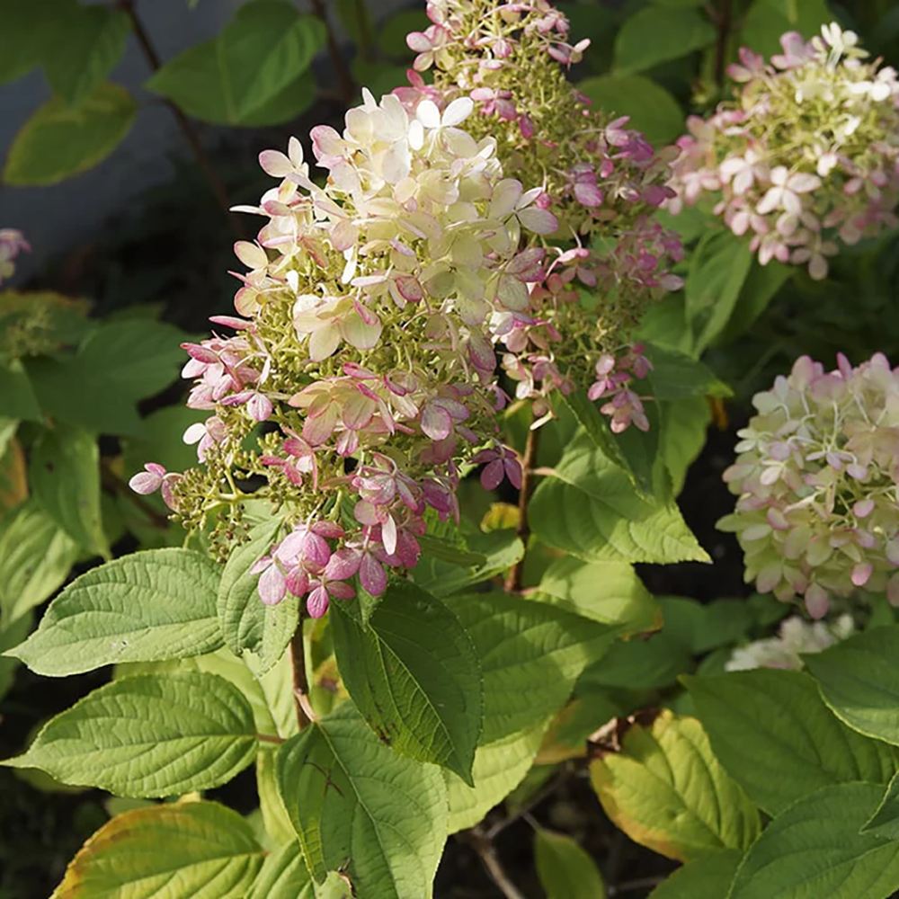 Hortensie de Gradina Tip Copac Early Sensation, cu flori roz-burgundiu