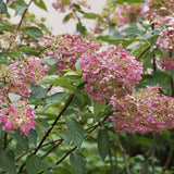 Hortensie de Gradina Tip Copac Early Sensation, cu flori roz-burgundiu