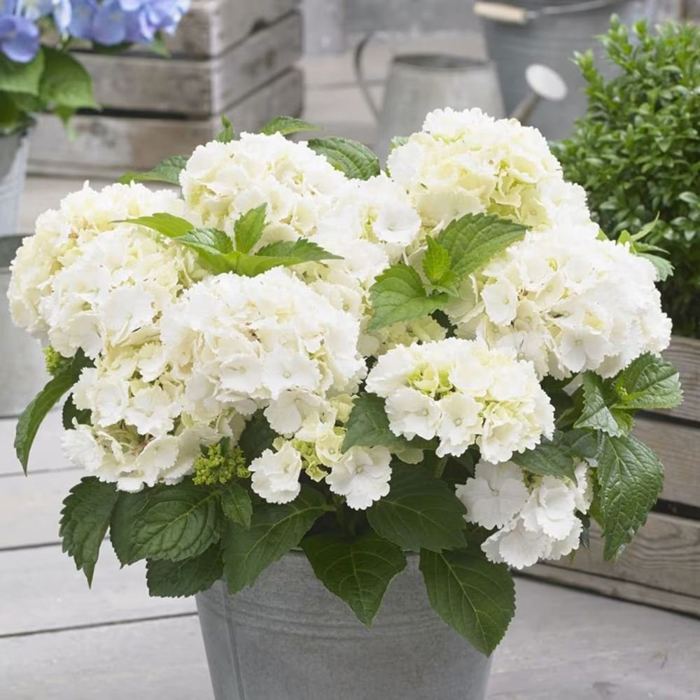 Hortensia de gradina, cu flori albe