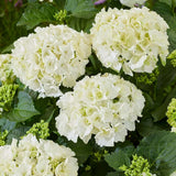 Hortensia de gradina, cu flori albe