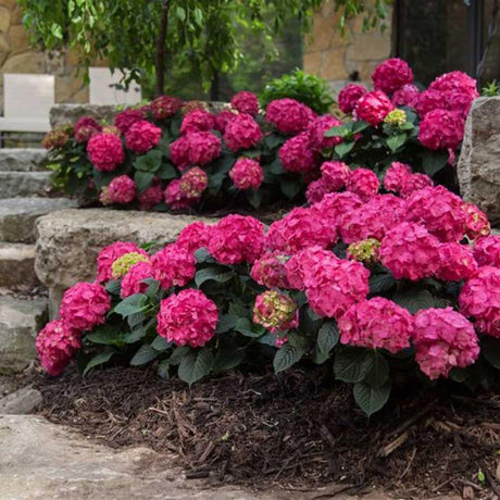 Hortensia de gradina Endless Summer Love, cu flori rosii