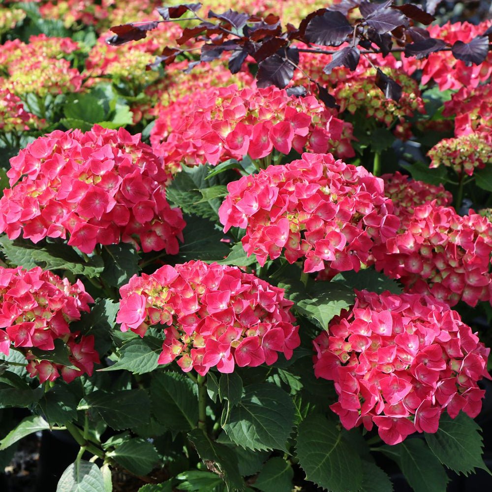 Hortensia de gradina Leuchtfeuer, cu flori rosii