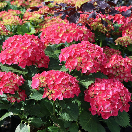 Hortensia de gradina Leuchtfeuer, cu flori rosii