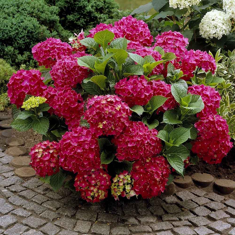 Hortensia de gradina, cu flori rosii
