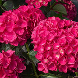 Hortensia de gradina, cu flori rosii