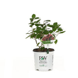 Hortensia de gradina Magical Fire, cu flori rosii-roz