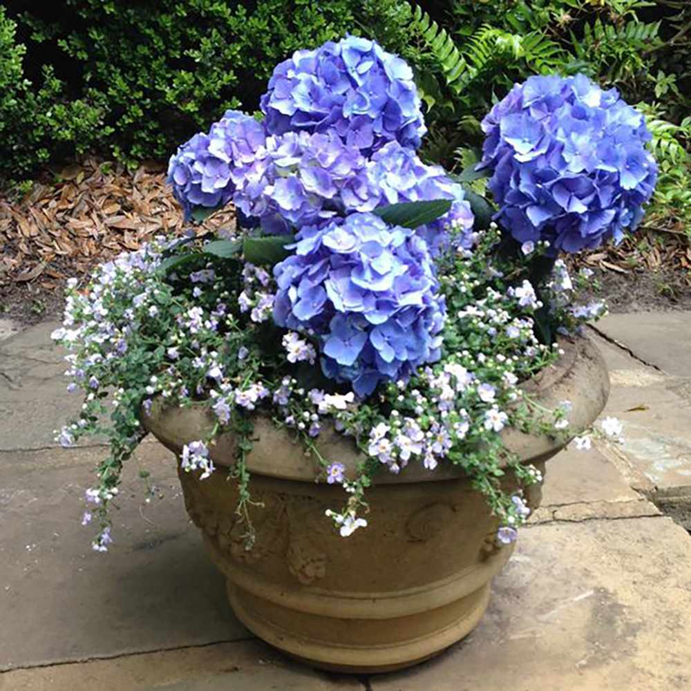 Hortensia de gradina Mathilde Gutgers, cu flori albastre-violet