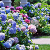 Hortensia de gradina Mathilde Gutgers, cu flori albastre-violet