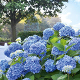 Hortensia de gradina Mathilde Gutgers, cu flori albastre-violet