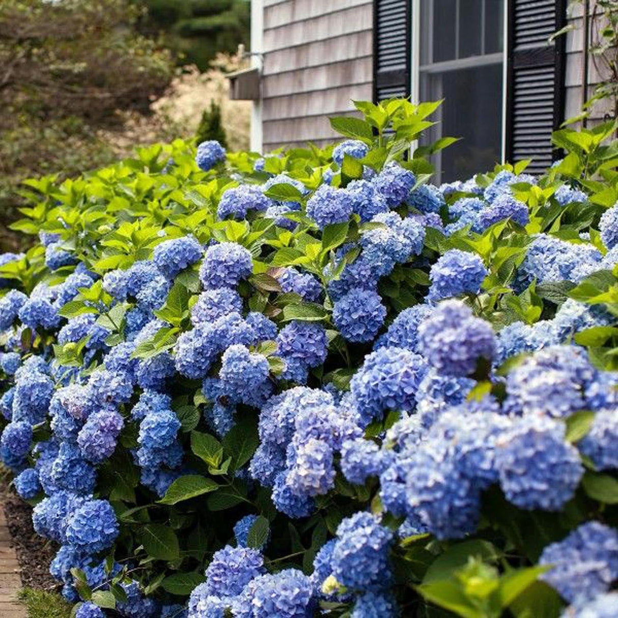 Hortensia de gradina Mathilde Gutgers, cu flori albastre-violet
