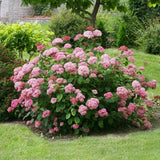 Hortensia de gradina Pink Annabelle, cu flori roz-pal