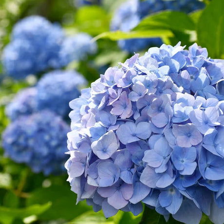 Hortensia de Gradina Renate Steiniger, cu flori albastre-mov