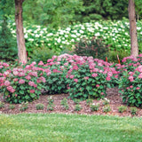 Hortensia de gradina Ruby Annabelle, cu flori rosii-rubiniu