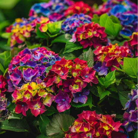 Hortensia de gradina Saxon Schloss Wackerbarth, cu flori rosii cu albastru si urme de verde deschis