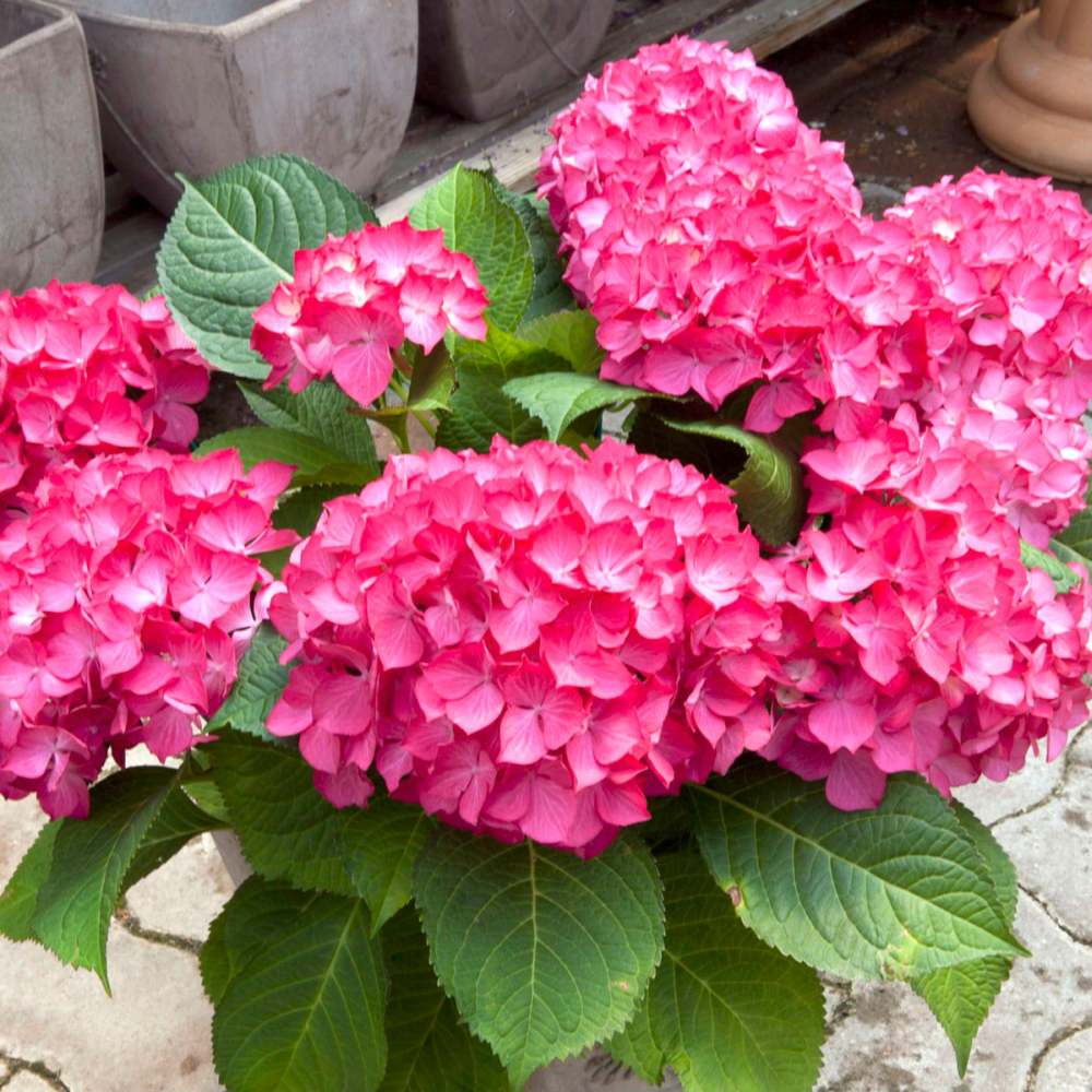 Hortensia de gradina Selma, cu flori rosii
